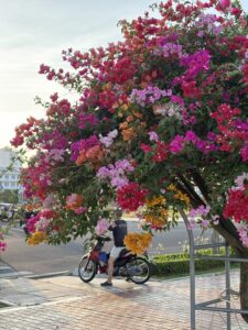 美しい花が咲く土地に移住